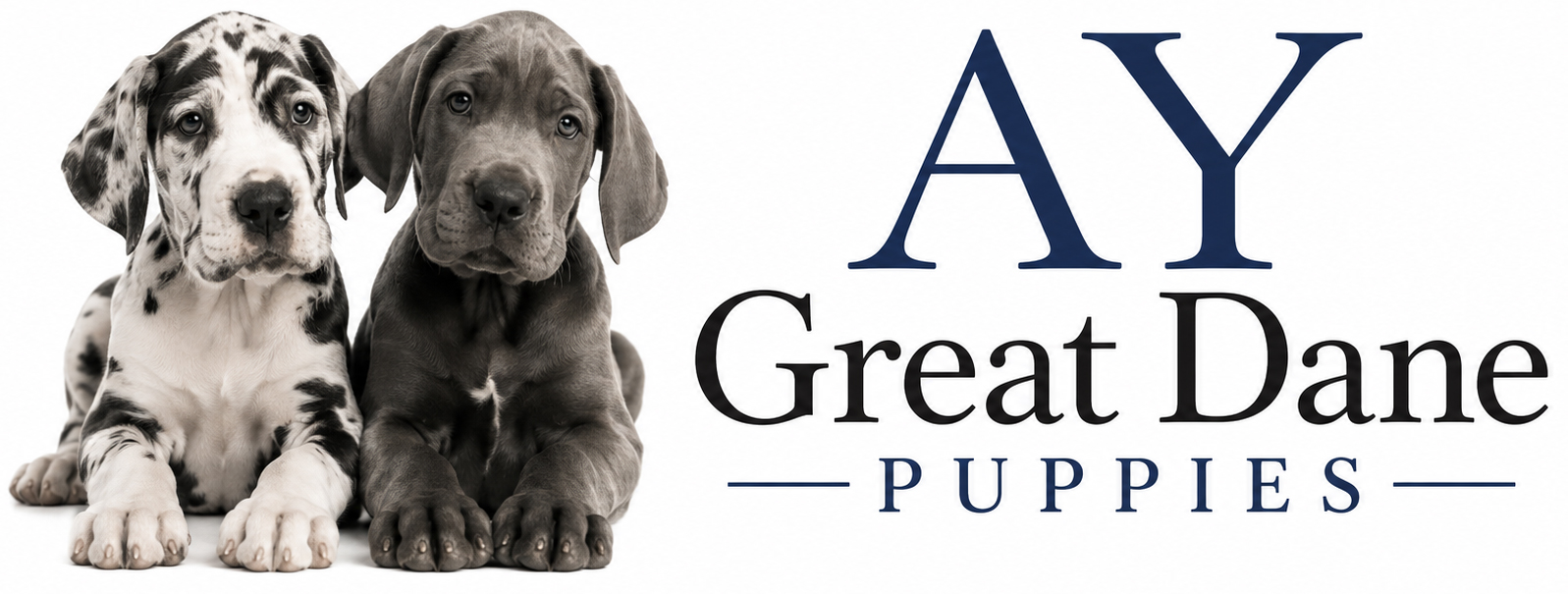 AY Great Dane Puppies logo